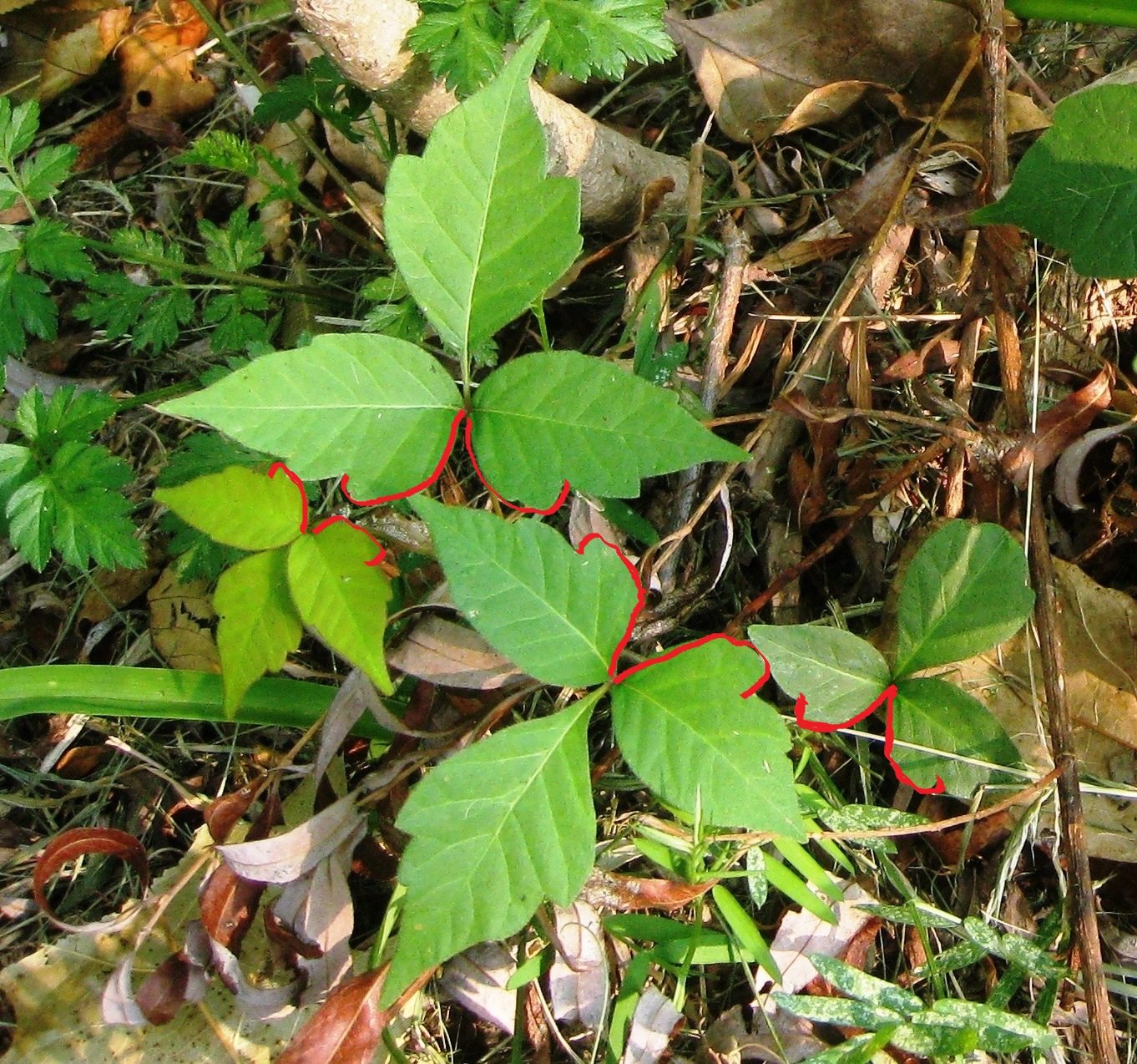 poison ivy